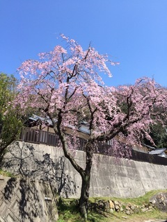 桜2014.JPG